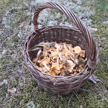 Na Mazurach W Zagajniku Przy Jeziorze Dom wakacyjny