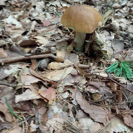 Na Mazurach W Zagajniku Przy Jeziorze Stare Kiejkuty